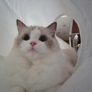 Meet your Posher, Chenxu